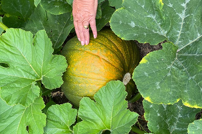 A Beginners Guide: How Does Acorn Squash Grow? A Beginners Guide: How Does Acorn Squash Grow?