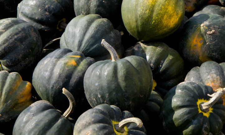 A Beginners Guide: How Does Acorn Squash Grow? A Beginners Guide: How Does Acorn Squash Grow?