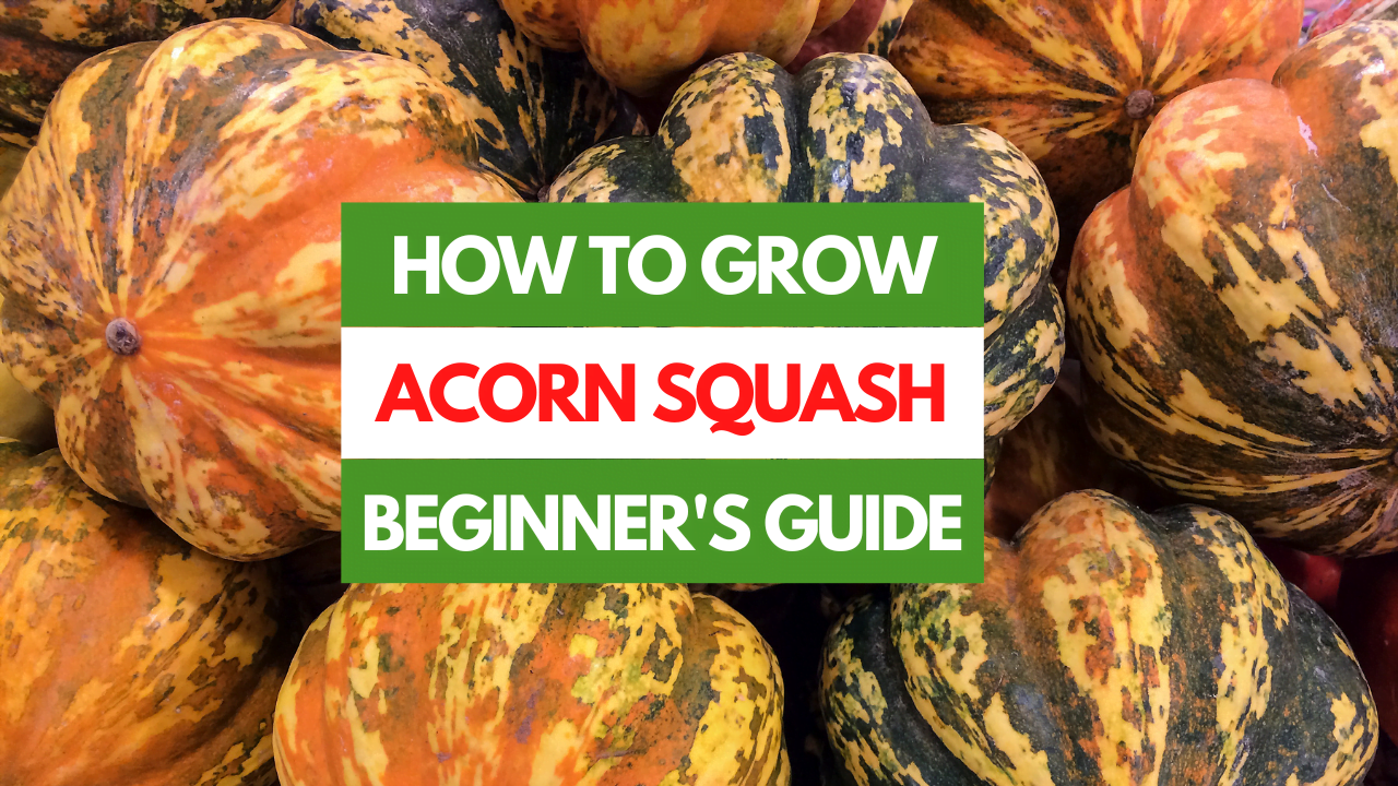 A Beginners Guide: How Does Acorn Squash Grow? A Beginners Guide: How Does Acorn Squash Grow?