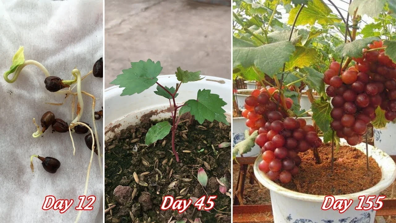 A Beginners Guide on How to Grow Grapes from Seed
