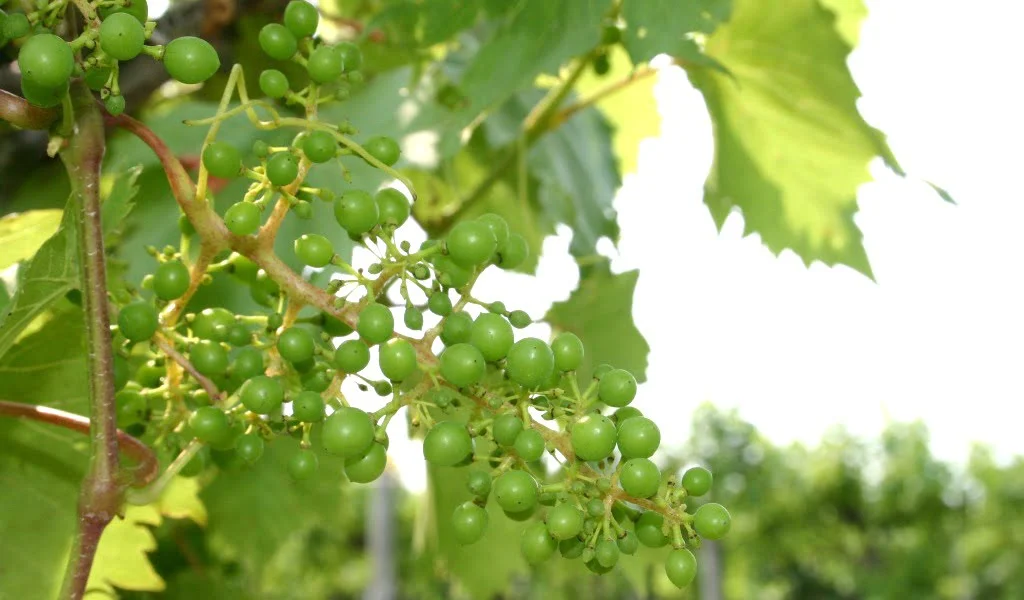 A Beginners Guide on How to Grow Grapes from Seed