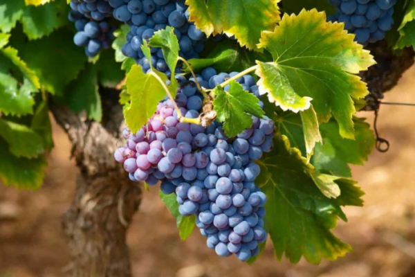 A Beginners Guide on How to Grow Grapes from Seed A Beginners Guide on How to Grow Grapes from Seed