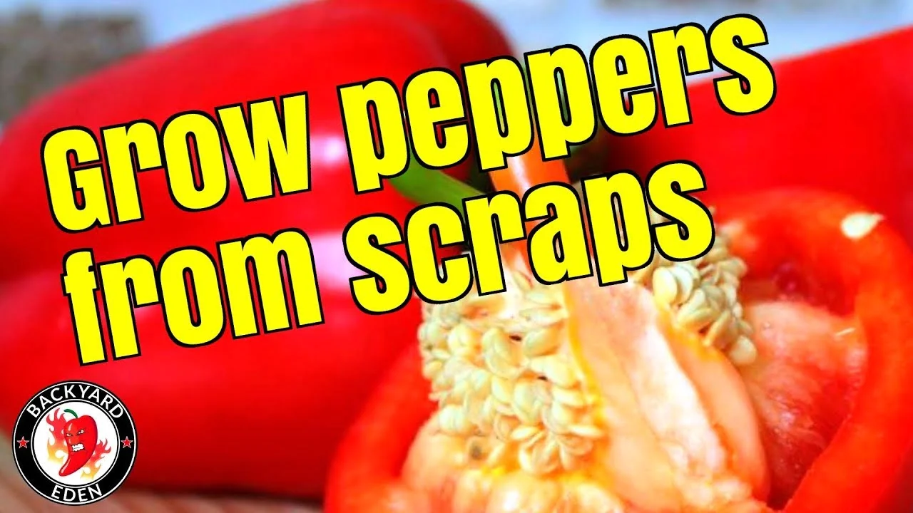 A Beginners Guide to Growing Bell Peppers from Scraps
