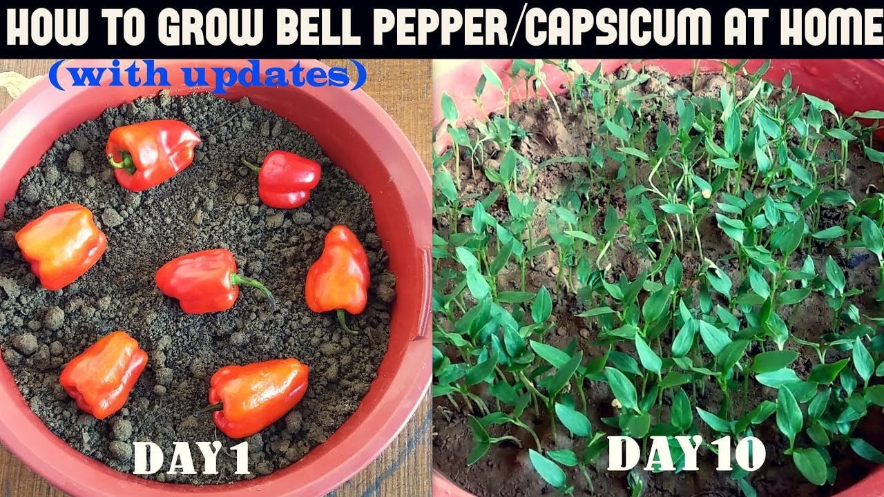 A Beginners Guide to Growing Bell Peppers from Scraps A Beginners Guide to Growing Bell Peppers from Scraps
