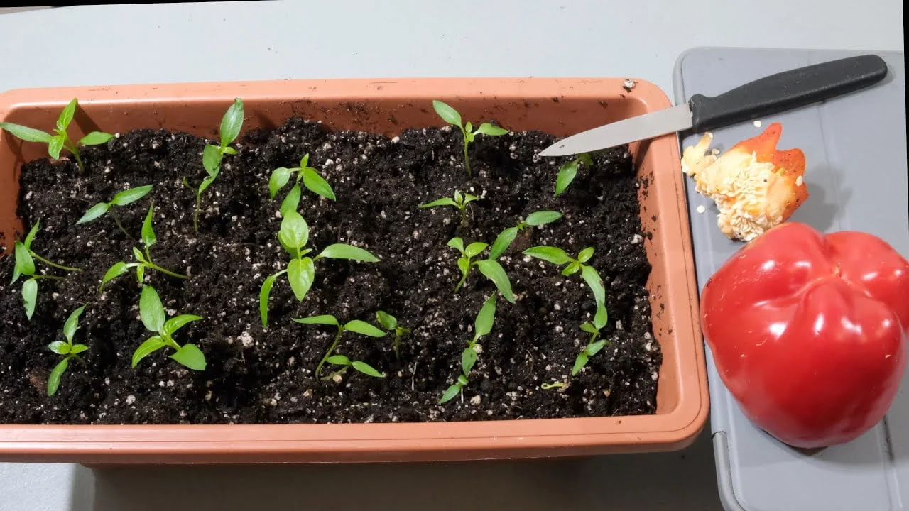 A Beginners Guide to Growing Bell Peppers from Scraps