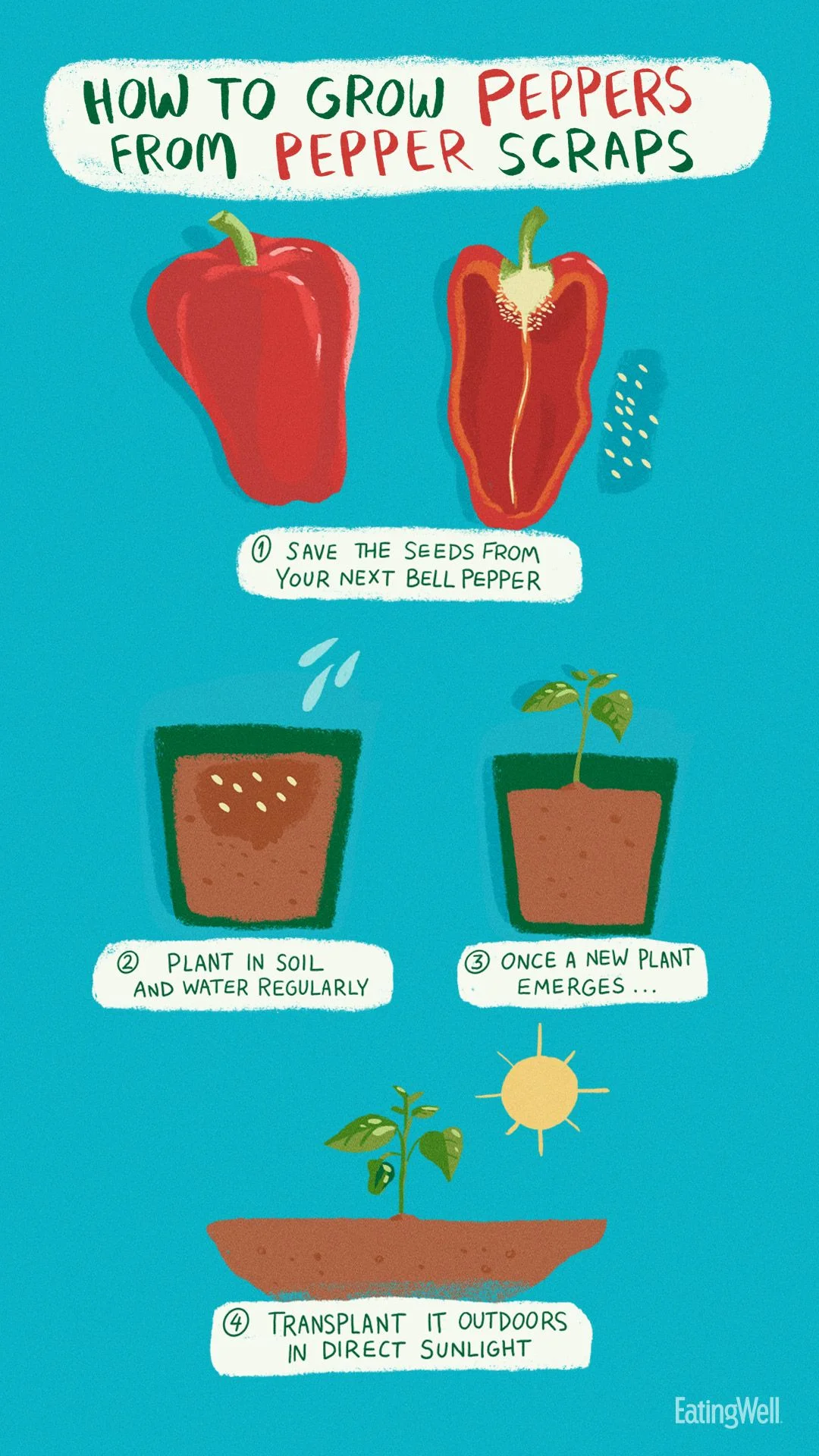 A Beginners Guide to Growing Bell Peppers from Scraps