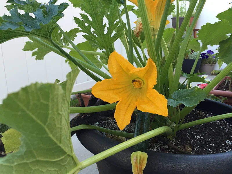 A Beginners Guide to Growing Black Beauty Zucchini A Beginners Guide to Growing Black Beauty Zucchini