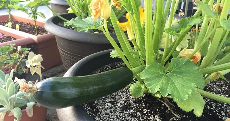 A Beginners Guide to Growing Black Beauty Zucchini A Beginners Guide to Growing Black Beauty Zucchini