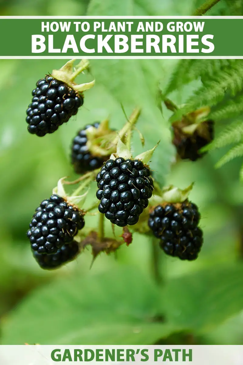 A Beginner's Guide to Growing Blackberries from Seed GreenThumbsGuide