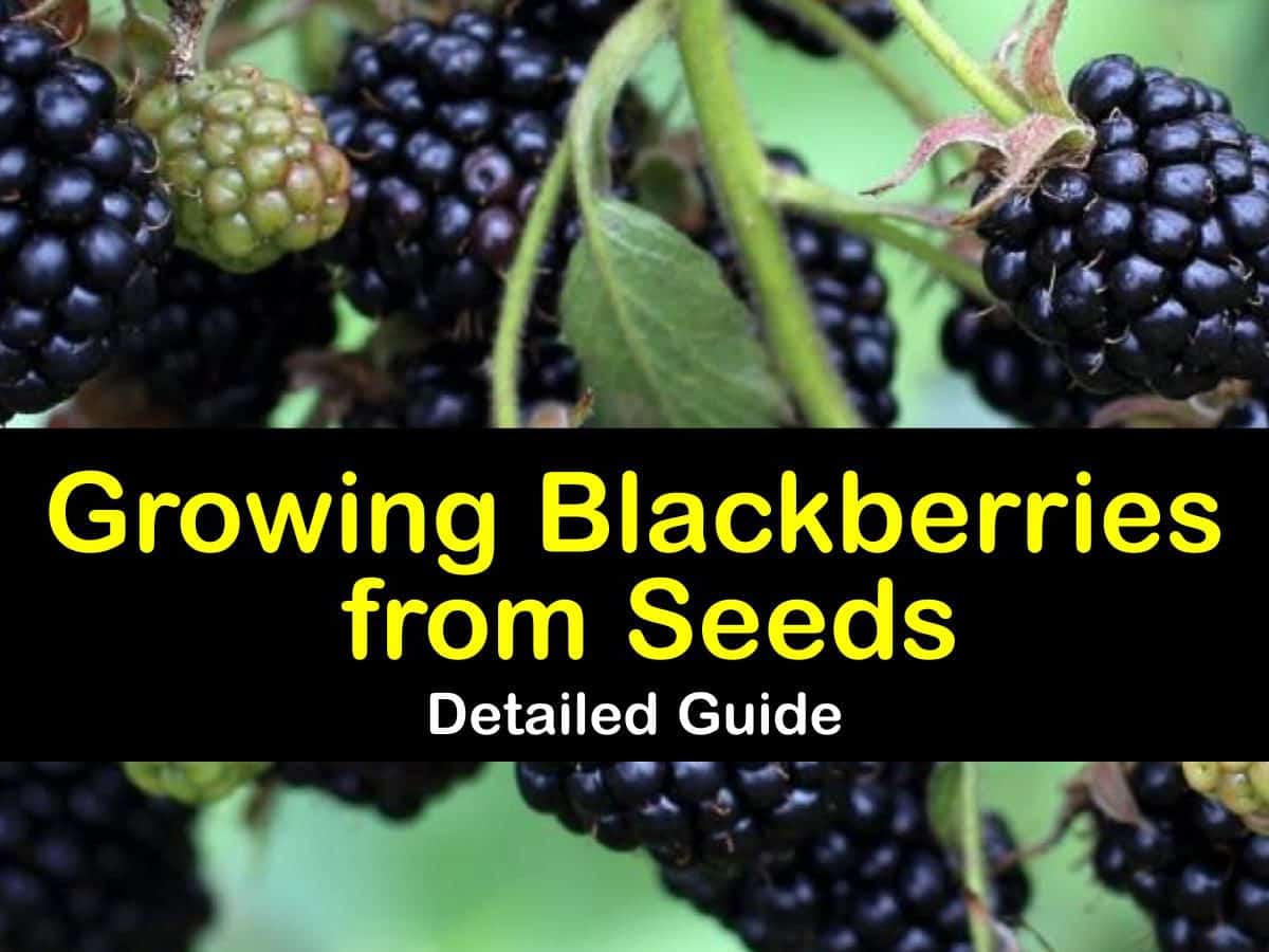 A Beginners Guide to Growing Blackberries from Seed A Beginners Guide to Growing Blackberries from Seed