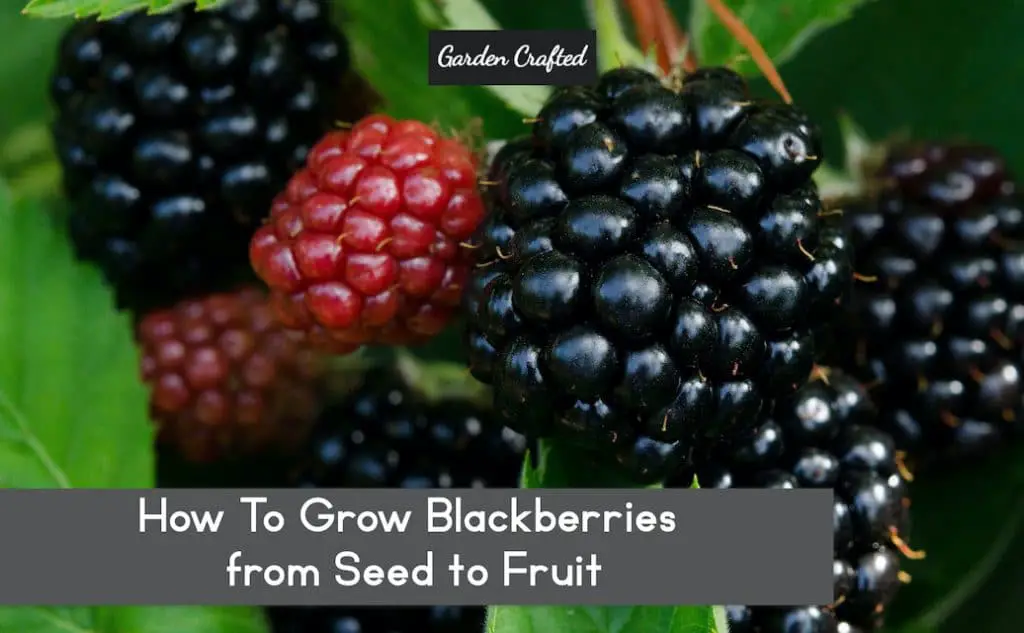 A Beginners Guide to Growing Blackberries from Seed A Beginners Guide to Growing Blackberries from Seed