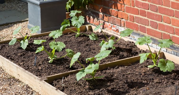 A Beginners Guide to Growing Zucchini in a Raised Bed A Beginners Guide to Growing Zucchini in a Raised Bed