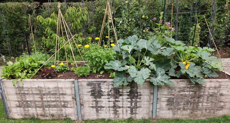 A Beginners Guide to Growing Zucchini in a Raised Bed A Beginners Guide to Growing Zucchini in a Raised Bed