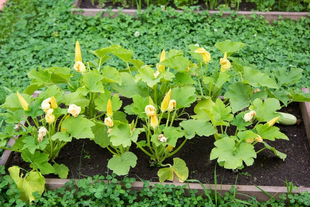 A Beginners Guide to Growing Zucchini in a Raised Bed
