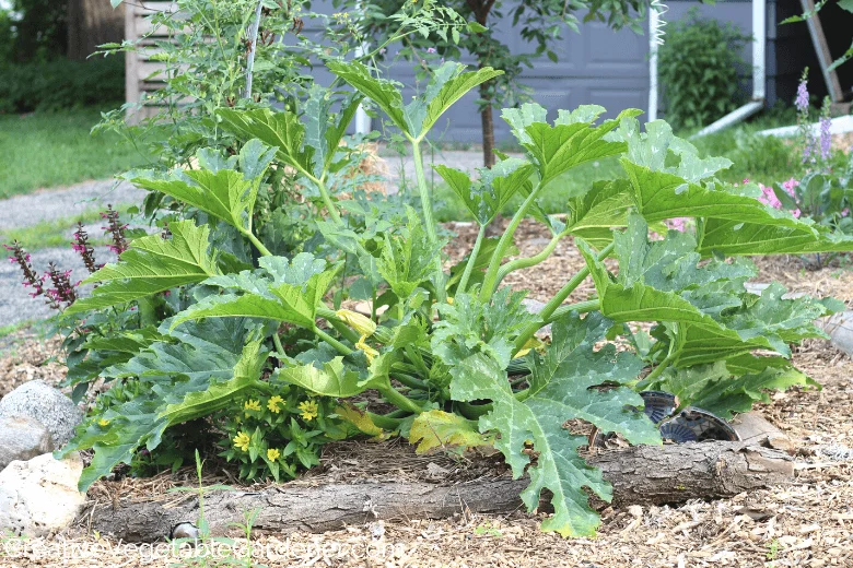 A Beginners Guide to Growing Zucchini in a Raised Bed