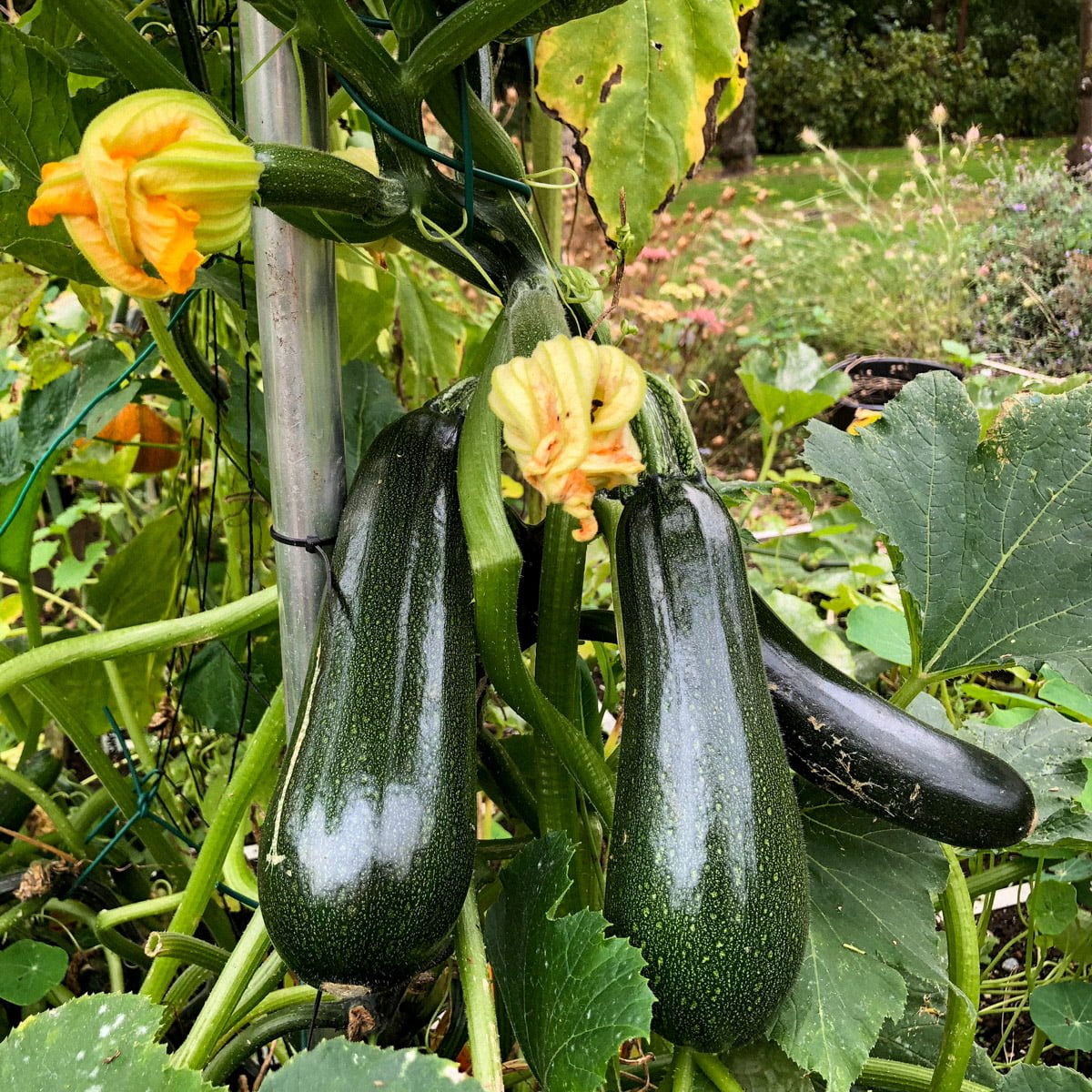A Beginners Guide to Growing Zucchini on a Trellis