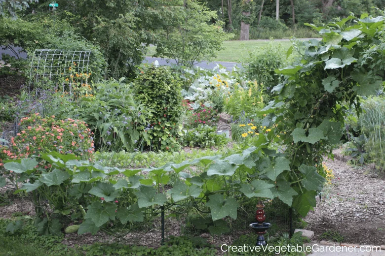 A Beginners Guide to Growing Zucchini on a Trellis