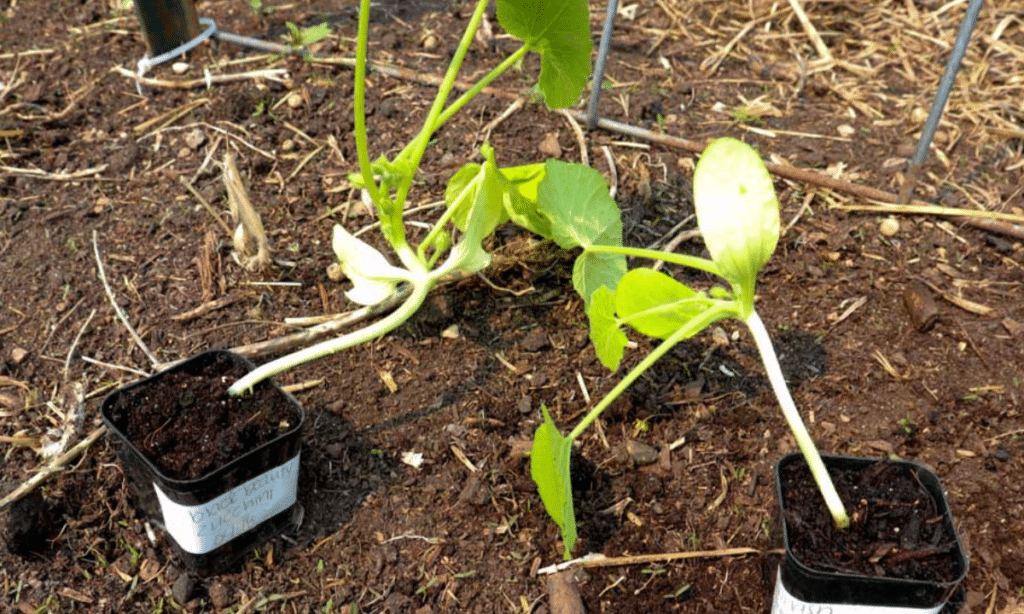 A Beginners Guide to Growing Zucchini on a Trellis