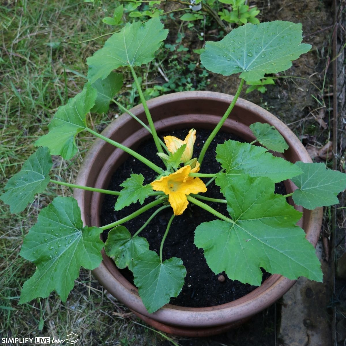 A Beginners Guide to Growing Zucchini on a Trellis