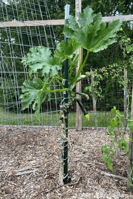 A Beginners Guide to Growing Zucchini on a Trellis