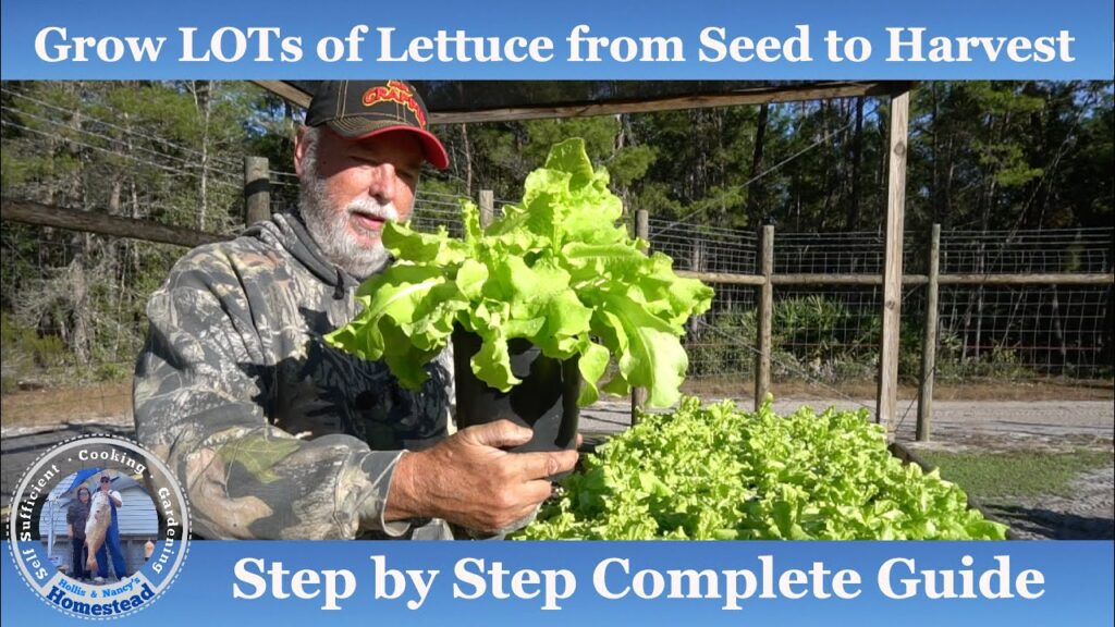 A Beginners Guide to Harvesting Black Seeded Simpson Lettuce