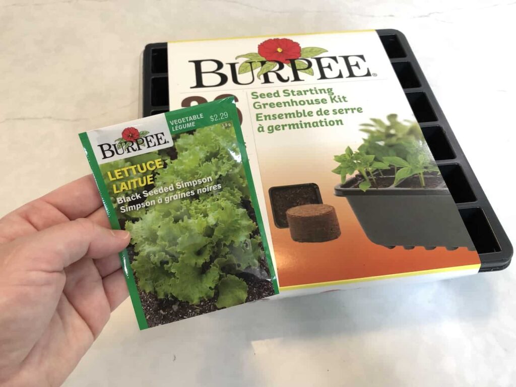 A Beginner's Guide to Harvesting Black Seeded Simpson Lettuce