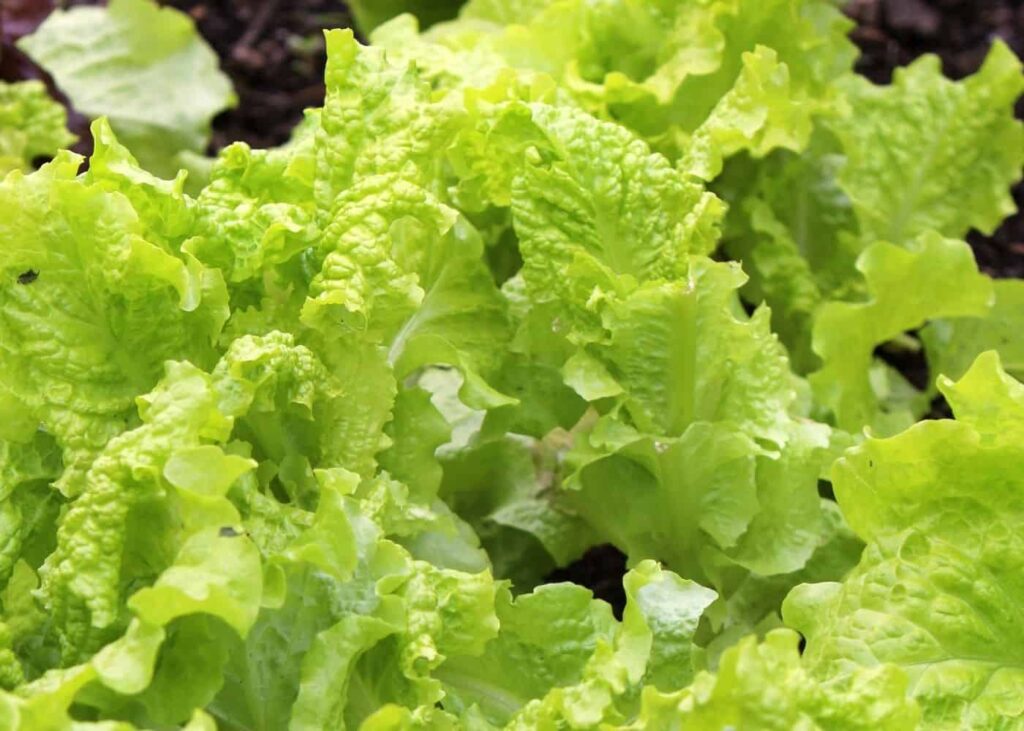 A Beginners Guide to Harvesting Black Seeded Simpson Lettuce