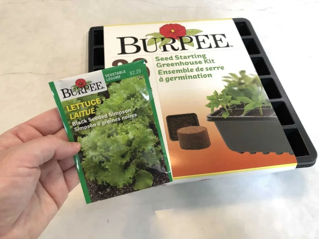 A Beginners Guide to Harvesting Black Seeded Simpson Lettuce
