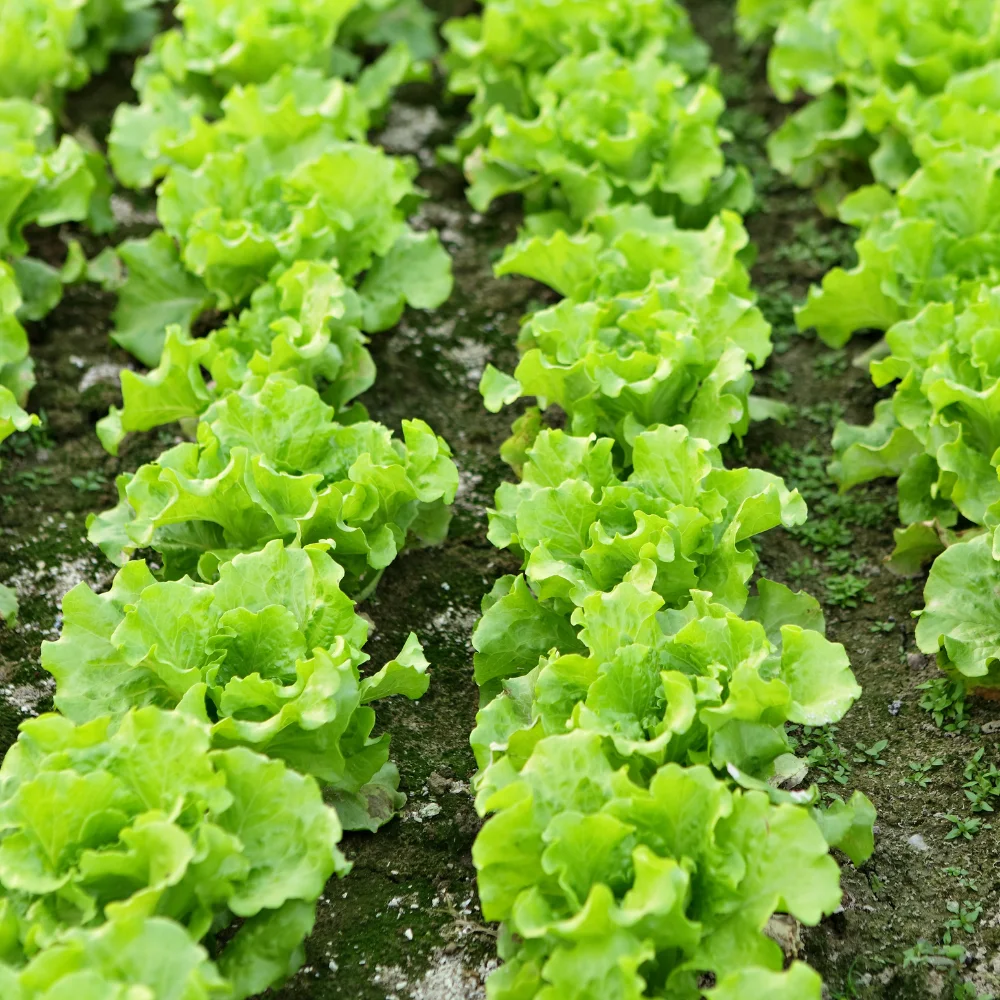 A Beginners Guide to Harvesting Black Seeded Simpson Lettuce