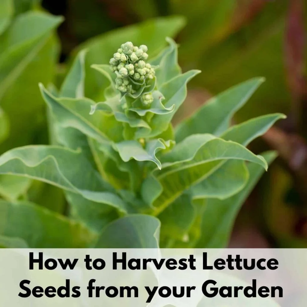 A Beginners Guide to Harvesting Lettuce Seed