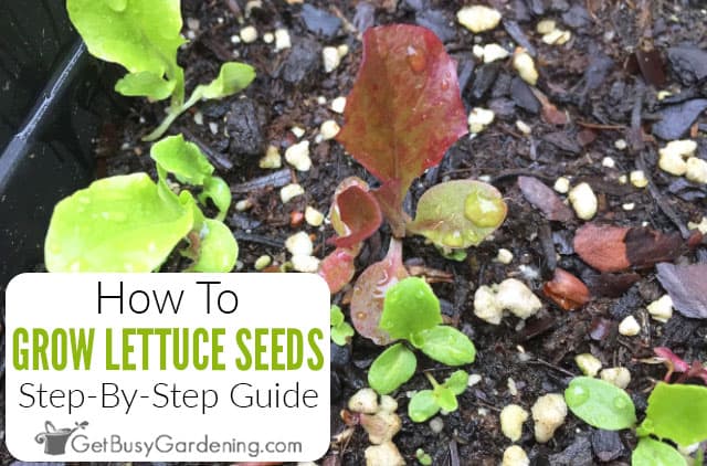 A Beginners Guide to Harvesting Lettuce Seed A Beginners Guide to Harvesting Lettuce Seed
