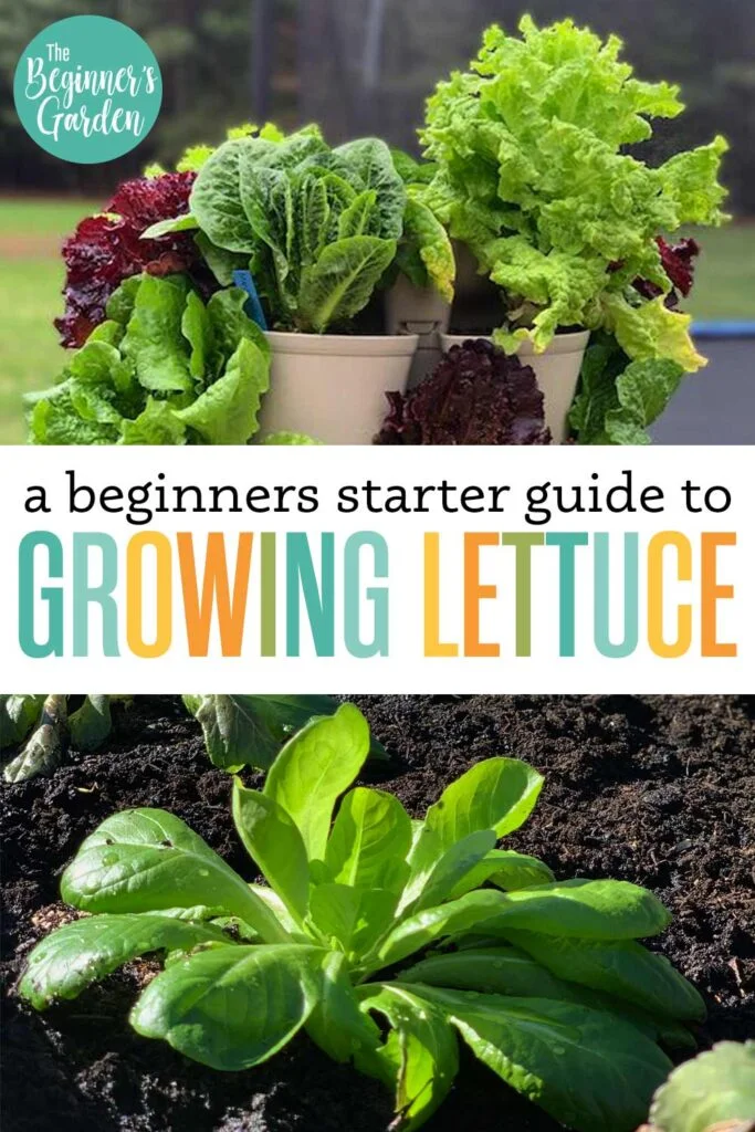A Beginners Guide to Harvesting Lettuce Seed