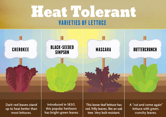 A Beginners Guide to Harvesting Lettuce Seed A Beginners Guide to Harvesting Lettuce Seed