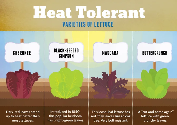 A Beginners Guide to Harvesting Lettuce Seed