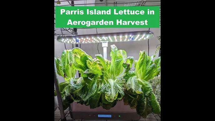 A Beginners Guide to Pruning Lettuce in an Aerogarden