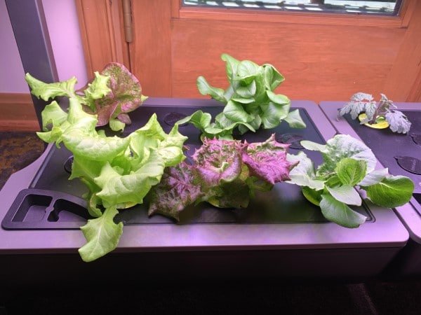 A Beginners Guide to Pruning Lettuce in an Aerogarden A Beginners Guide to Pruning Lettuce in an Aerogarden