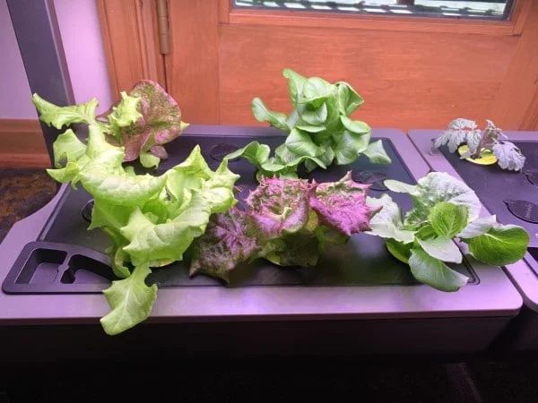 A Beginners Guide to Pruning Lettuce in an Aerogarden