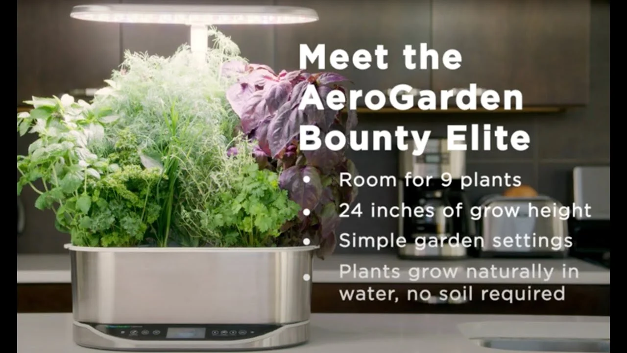 A Beginners Guide to Pruning Lettuce in an Aerogarden