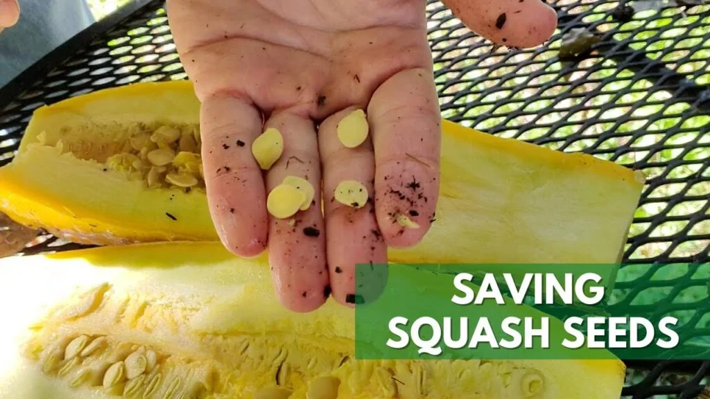 A Beginners Guide to Saving Zucchini Seeds A Beginners Guide to Saving Zucchini Seeds