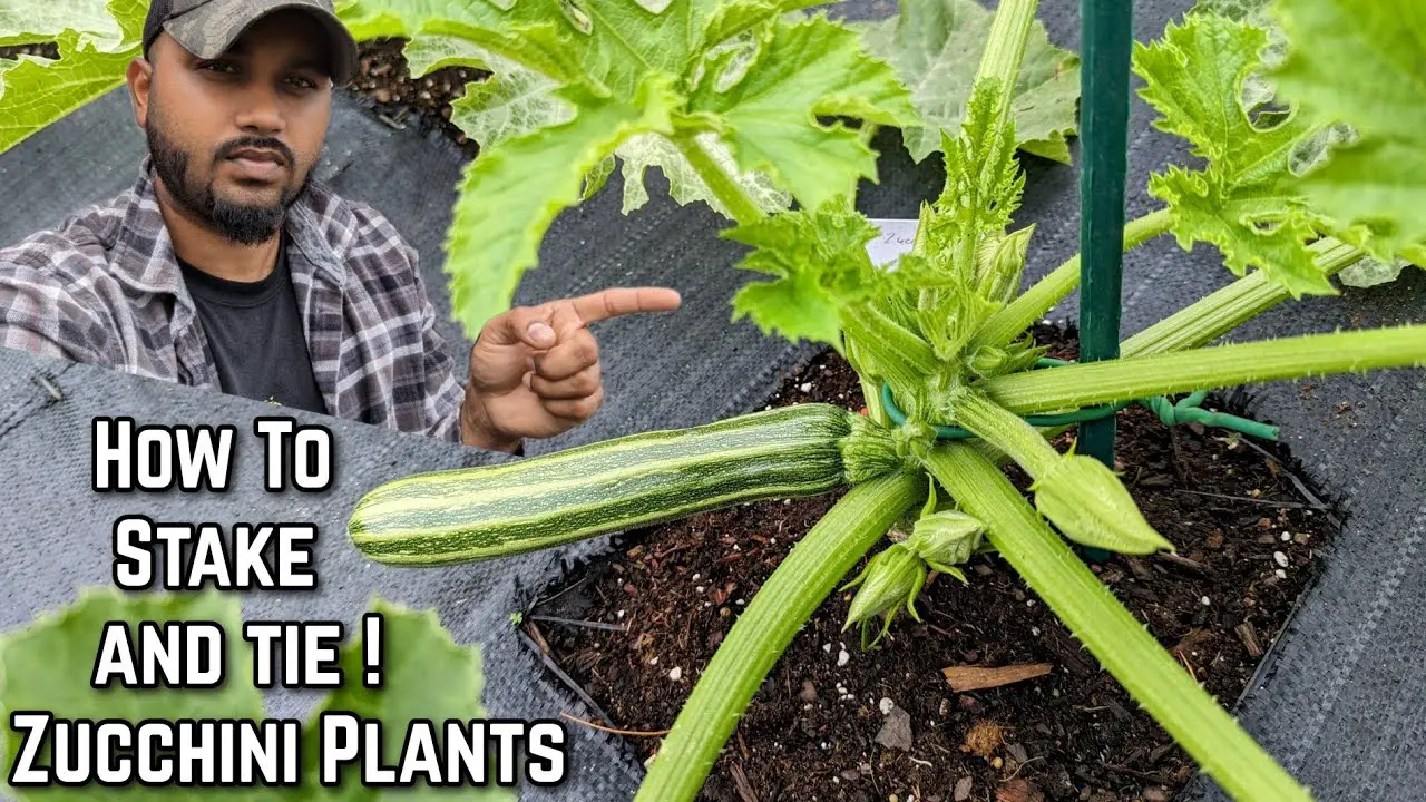 A Beginner's Guide to Staking Up Zucchini Plants - GreenThumbsGuide