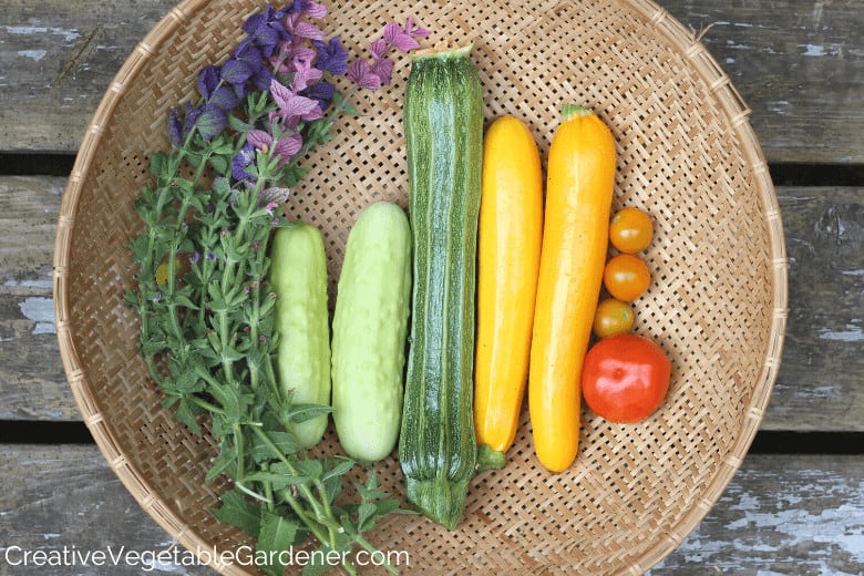 A Beginners Guide to Starting Zucchini Seeds A Beginners Guide to Starting Zucchini Seeds