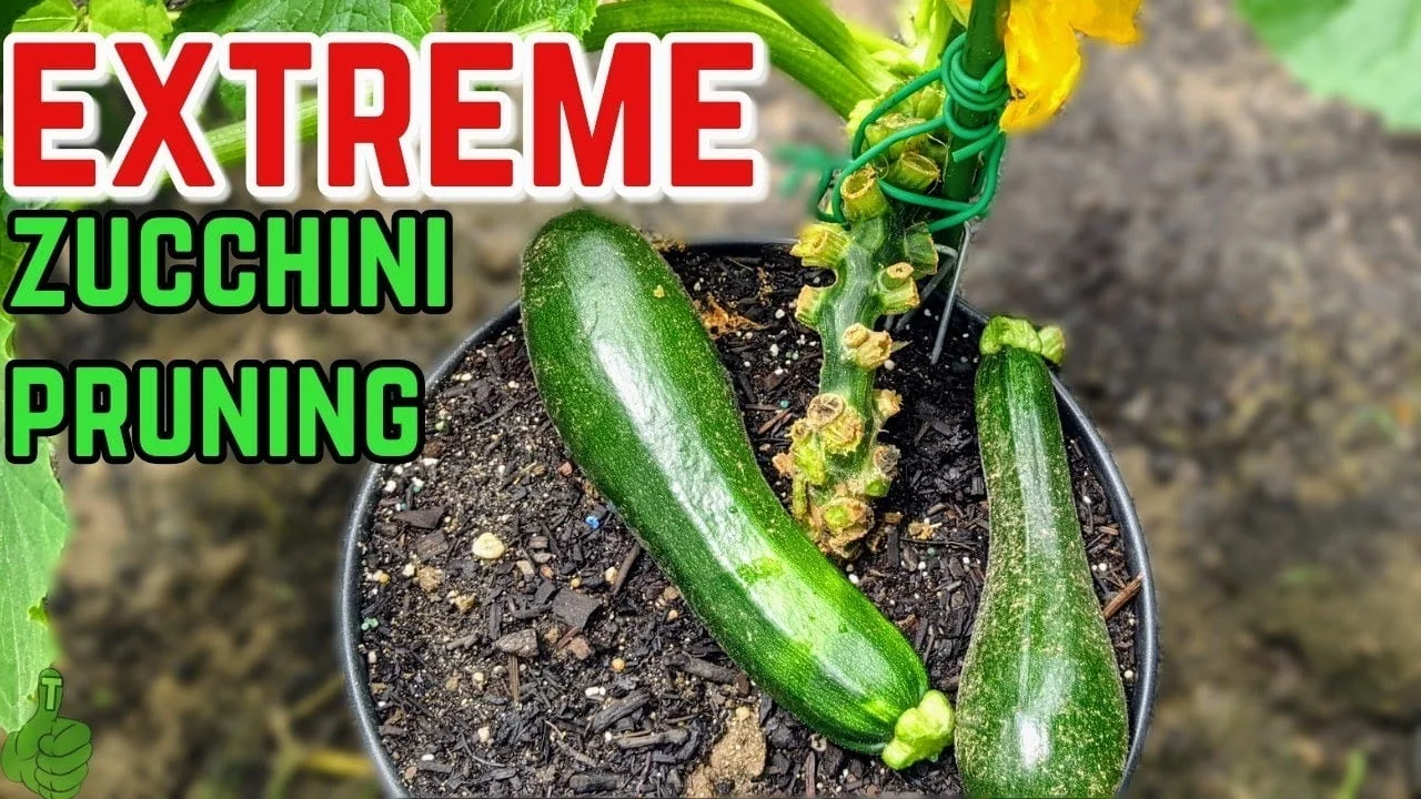 A Beginners Guide to Trimming a Zucchini Plant