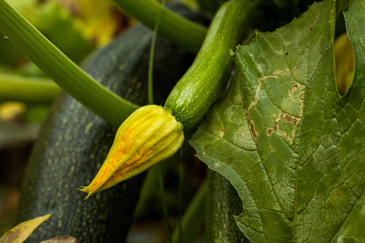 A Beginners Guide to Trimming a Zucchini Plant A Beginners Guide to Trimming a Zucchini Plant