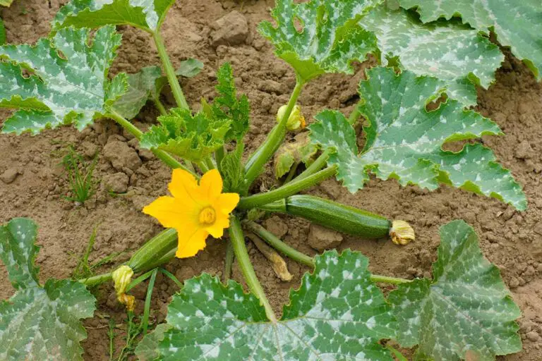 A Beginners Guide To Trimming A Zucchini Plant Greenthumbsguide