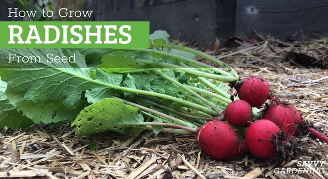A Beginners Guide to Trimming Radishes A Beginners Guide to Trimming Radishes
