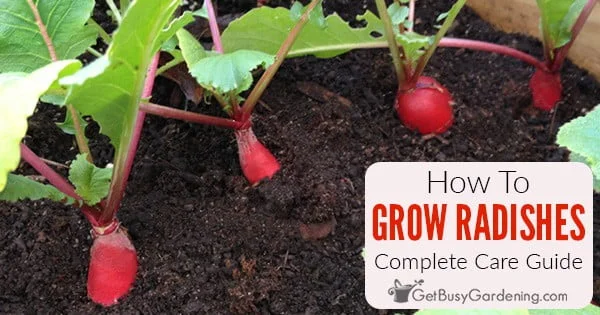 A Beginners Guide to Trimming Radishes