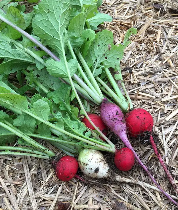 A Beginner's Guide to Trimming Radishes - GreenThumbsGuide