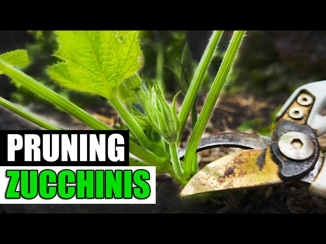 A Beginners Guide to Trimming Zucchini Plants A Beginners Guide to Trimming Zucchini Plants