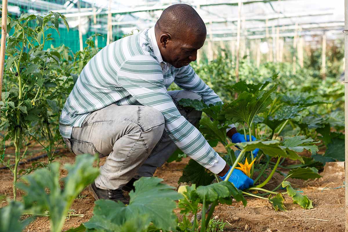 A Beginners Guide to Trimming Zucchini Plants A Beginners Guide to Trimming Zucchini Plants