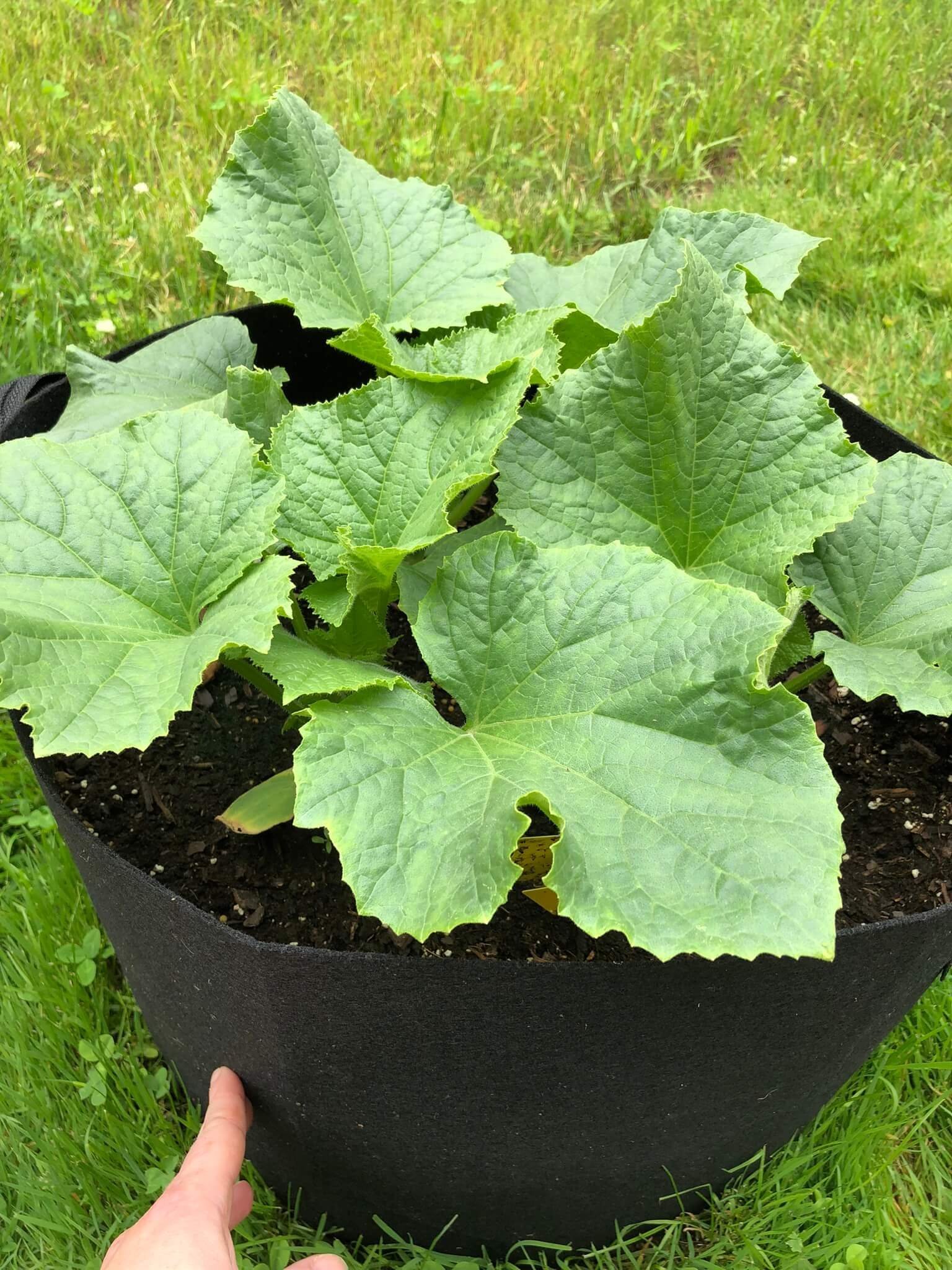A Comprehensive Guide to Growing Cucumbers in Grow Bags A Comprehensive Guide to Growing Cucumbers in Grow Bags